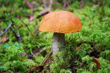 Orange-cap boletus growing in the forest