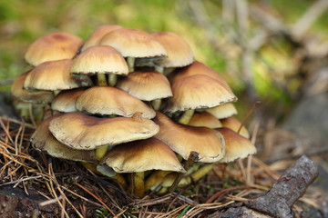 Small mushrooms toadstools