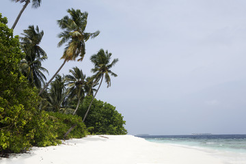 tropical island palm sea and sky