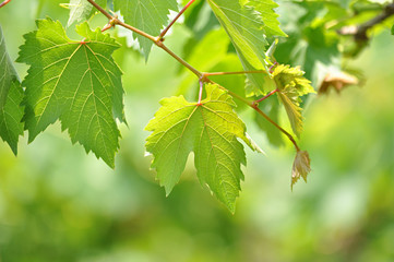 Green vine leaves