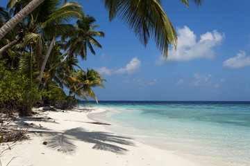 Fototapeta na wymiar tropical island palm sea and sky