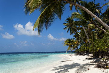 Fototapeta na wymiar tropical island palm sea and sky