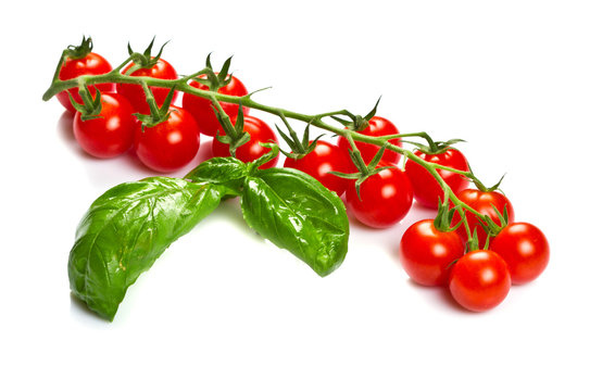 tomatoes and basil isolated on white