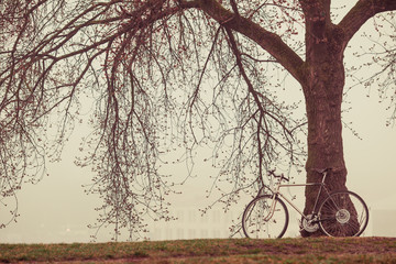 Fototapeta na wymiar vintage bike near tree in fog