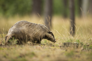 European Badger © hitman1234