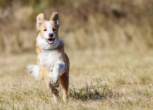 Border Collie dog happily running