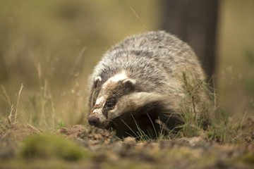 European Badger © hitman1234