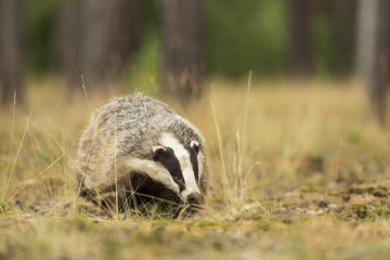 European Badger © hitman1234
