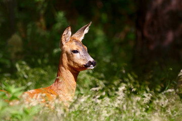 Roe deer doe