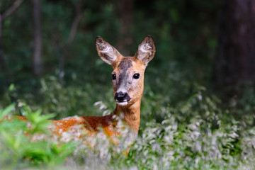 Roe deer doe