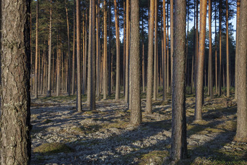 Fototapete bei efototapeten.de bestellen   