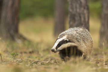 European Badger © hitman1234