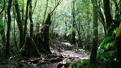 屋久島 白谷雲水峡 苔むす林