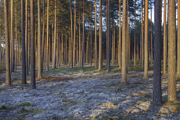 Commercial pine forest