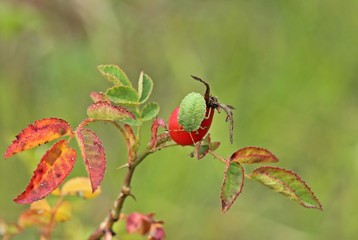 Larve der Grünen Stinkwanze (Palomena prasina) auf Hagebutte