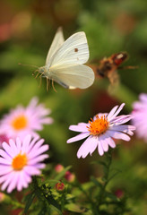 flying butterfly
