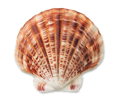 Scallop sea shell