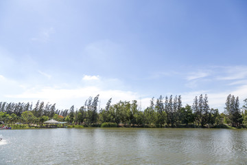 Naklejka premium River and spring forest. Nature composition