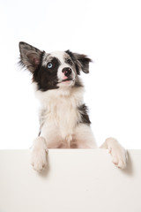 Junger Border Collie