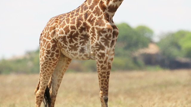 Giraffe eats grass in Africa