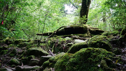 屋久島 白谷雲水峡 苔むす岩と森