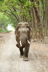 Obraz premium Tusker of Jim Corbett