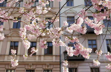 Obraz premium Berlin wiosną