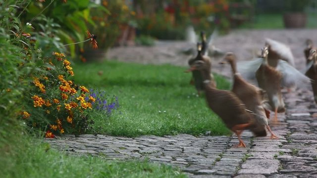 Indian Runner ducks on the way to the garden