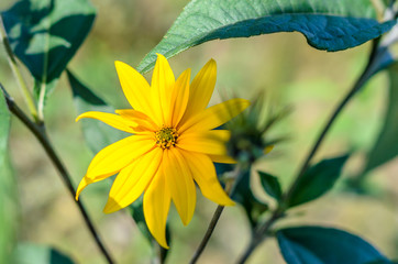 Yellow flower and green leafs
