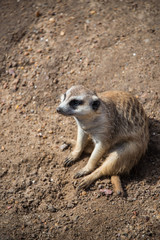 Obraz premium Cute Meerkat sitting, funny look.