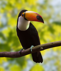 Obraz premium Toucan over nature background
