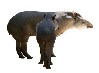 Tapir family. Isolated