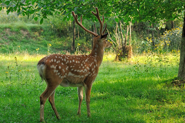 Spotted deer.