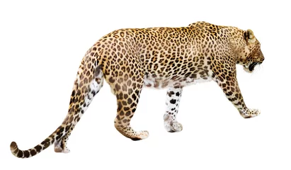 Foto op Plexiglas Lopende luipaard over wit © JackF