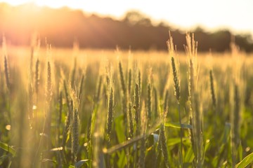 Fototapeta premium Beautiful plants in a field