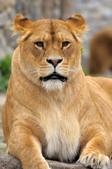 Fototapeta na wymiar Close Up picture of a lion.