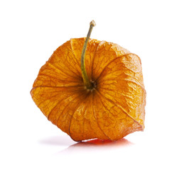Orange physalis on white background