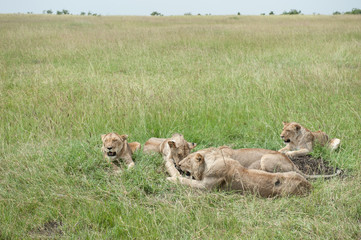 lion