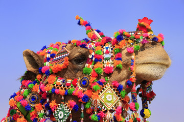 Portrait of decorated camel at Desert Festival, Jaisalmer, India