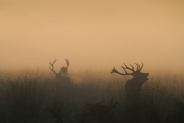 Obraz premium Red Deer Stag Bellowing