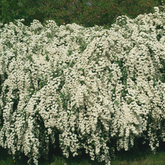 Spiraea vanhouttei