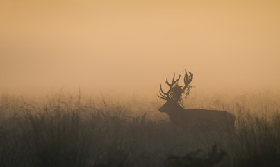 Red Deer Stag