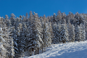 fir trees in winter time in Alps