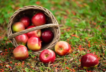 Apple in the basket