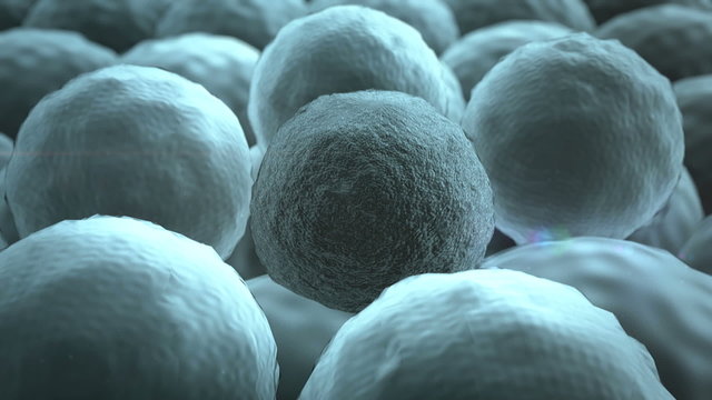 Cells, Cell division