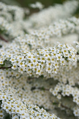 Spiraea x cinerea Grefsheim