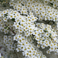 Spiraea x cinerea Grefsheim © 7monarda