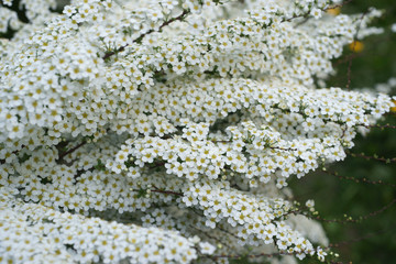 Spiraea x cinerea Grefsheim