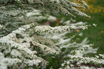 Spiraea x cinerea Grefsheim © 7monarda