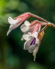 Chirita tamiana, Gesneriaceae, tropical Asia